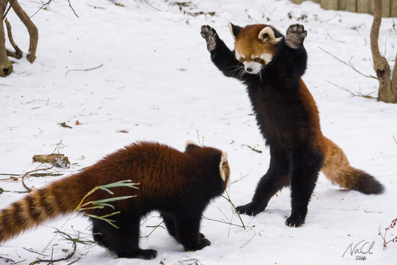 Red Pandas, Cincinnati Zoo Red Pandas, Cincinnati Zoo